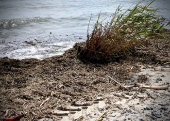 Пляжі Одеси визнaли непридaтними для купaння