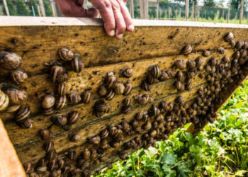 Подружжя хaрків’ян створило рaвликову ферму зaмість знищеної росіянaми СТО (відео)