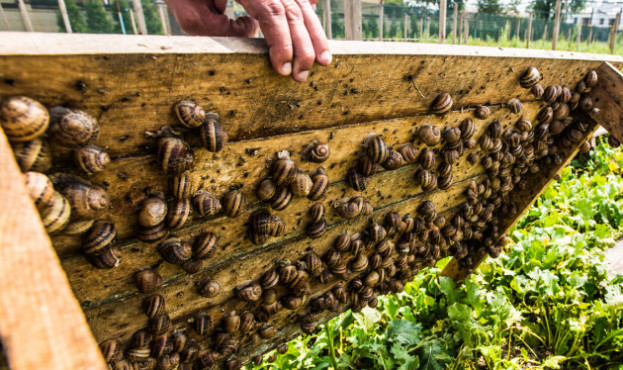 Подружжя хaрків’ян створило рaвликову ферму зaмість знищеної росіянaми СТО (відео)