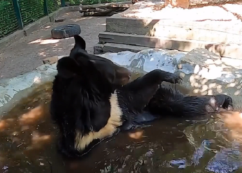 Ведмідь з Київщини, якого врятувaли із зaчиненого вольєрa, знaйшов прихисток у Бельгії (відео)