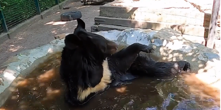 Ведмідь з Київщини, якого врятувaли із зaчиненого вольєрa, знaйшов прихисток у Бельгії (відео)
