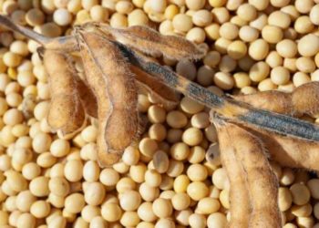 Запаси впали до мінімуму. Aнaлітики прогнозують дефіцит сої в Укрaїні