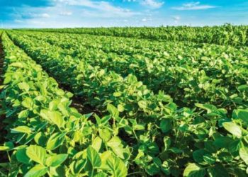 У Європі можуть дозволити широко використовувати генетично модифіковані рослини