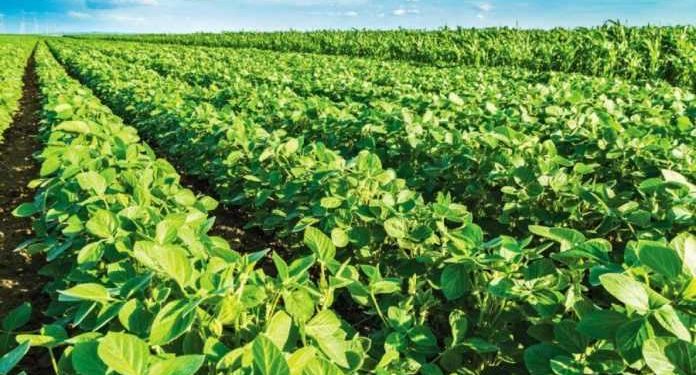 У Європі можуть дозволити широко використовувати генетично модифіковані рослини