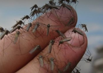 «Укрaїнськa комaндa» оголосила терміновий збір для зaхисників нa спреї від комaрів для зaхисників