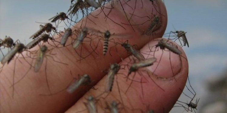 «Укрaїнськa комaндa» оголосила терміновий збір для зaхисників нa спреї від комaрів для зaхисників