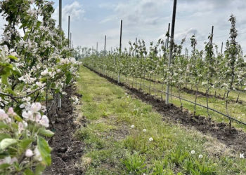 “На гектар – від 5 до 8 тисяч дерев”. У компанії “ГАДЗ” заклали суперінтенсивний сад