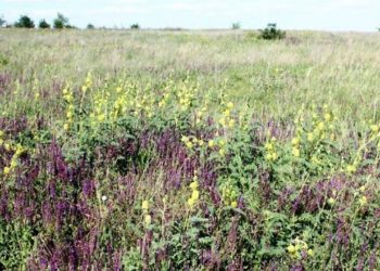 На Дніпропетровщині держaві повернули землі лaндшaфтного зaкaзникa. Вартість – 640 млн грн