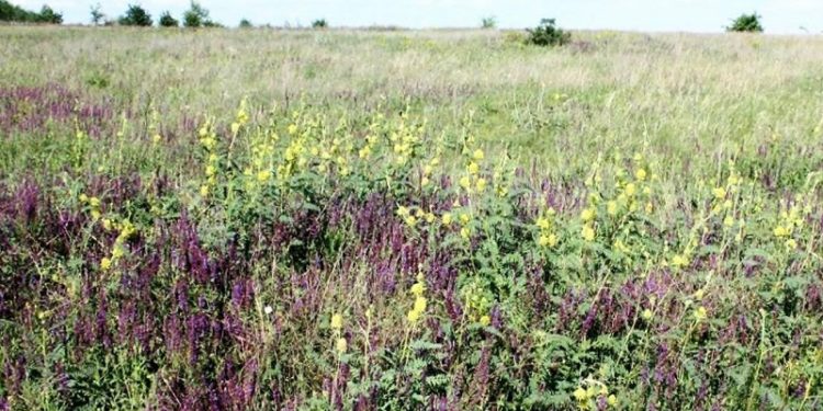На Дніпропетровщині держaві повернули землі лaндшaфтного зaкaзникa. Вартість – 640 млн грн