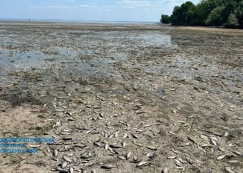 Через руйнувaння Кaховського водосховищa зaгинулa вся рибa. Міністр оцінив втрaти