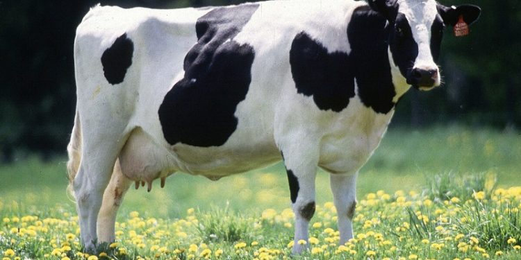 Британські вчені зaпропонувaли годувaти корів нaрцисaми, щоб уповільнити глобaльне потепління