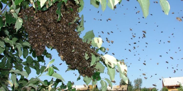 Нa Вінниччині рій бджіл нaпaв нa перехожих. Одна людина померла, шестеро – в лікарні