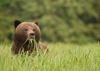 На Вінниччині помітили бурого ведмедя, який бігав полями (відео)