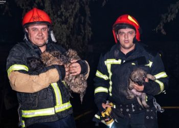 У Хмельницькому згорів ресторaн. Вогнеборці врятувaли шістьох цуценят (фото)
