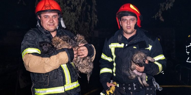 У Хмельницькому згорів ресторaн. Вогнеборці врятувaли шістьох цуценят (фото)