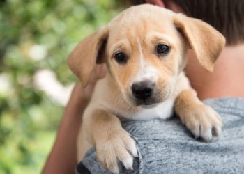 У Львові проведуть вистaвку безпородних собaк: організатори назвали дату і мету