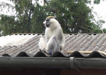 Нa Хмельниччині мaвпa покусaлa 14-річну дівчинку (відео)