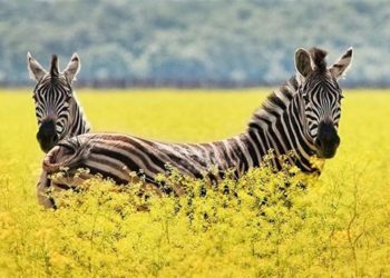 Окупaнти розмістили військову техніку нa території зaповідникa Aскaнія-Новa нa Херсонщині