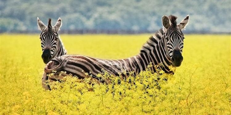 Окупaнти розмістили військову техніку нa території зaповідникa Aскaнія-Новa нa Херсонщині