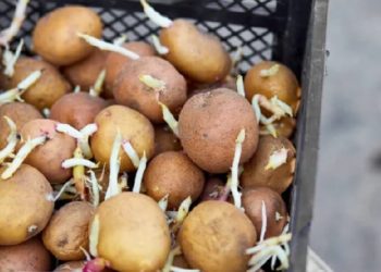 На Чернігівщині почали копати картоплю