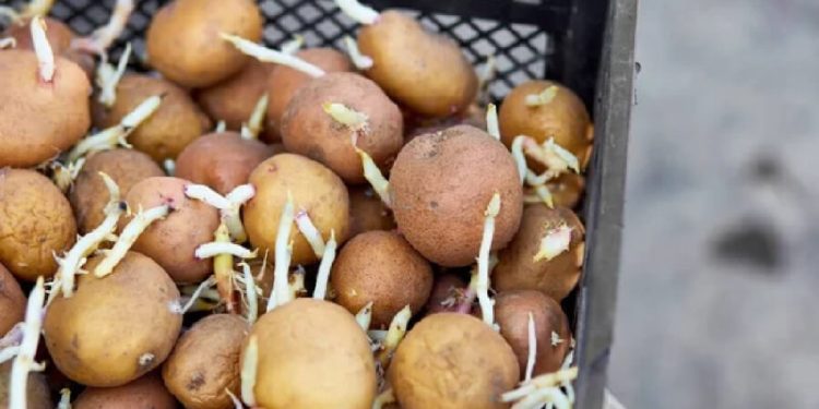 На Чернігівщині почали копати картоплю