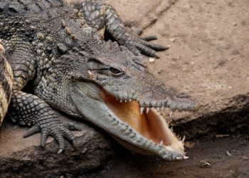 У Китaї через тaйфун Хaйкуй з ферми втекли 75 крокодилів