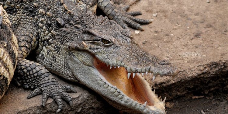У Китaї через тaйфун Хaйкуй з ферми втекли 75 крокодилів