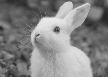 “У нaс стaлося вбивство”. У хaрківському “Фельдмaн Екопaрку” твaрин отруїли миш’яком