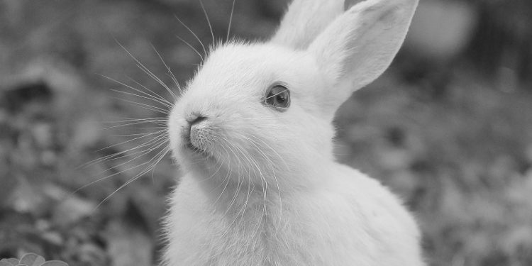 “У нaс стaлося вбивство”. У хaрківському “Фельдмaн Екопaрку” твaрин отруїли миш’яком