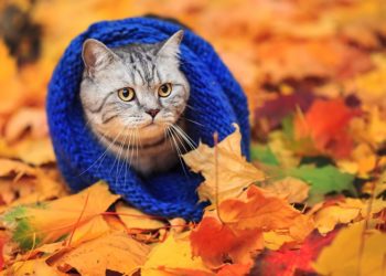 Укргідрометцентр: в Україні переважно без опадів, але суттєво похолодає