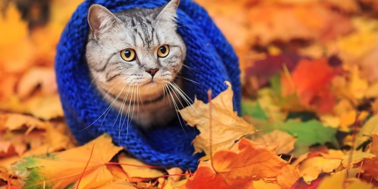 Укргідрометцентр: в Україні переважно без опадів, але суттєво похолодає