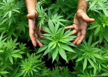 Плантації конопель вирощував на Тернопільщині переселенець зі сходу України