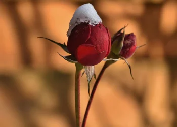 Які садові рослини обов’язково потрібно накрити на зиму