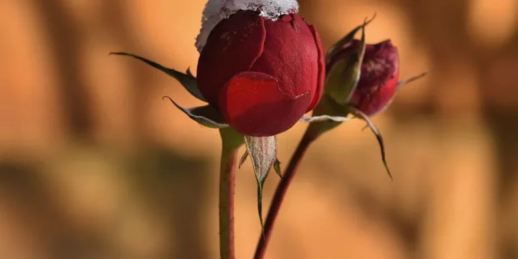 Які садові рослини обов’язково потрібно накрити на зиму