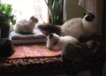 Жахлива знахідка у будинку на Львівщині