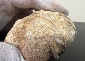 панцир морського їжака