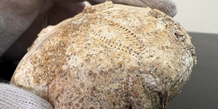 панцир морського їжака