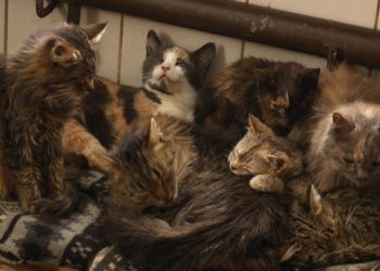 коти
