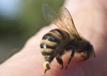 Апітерапія