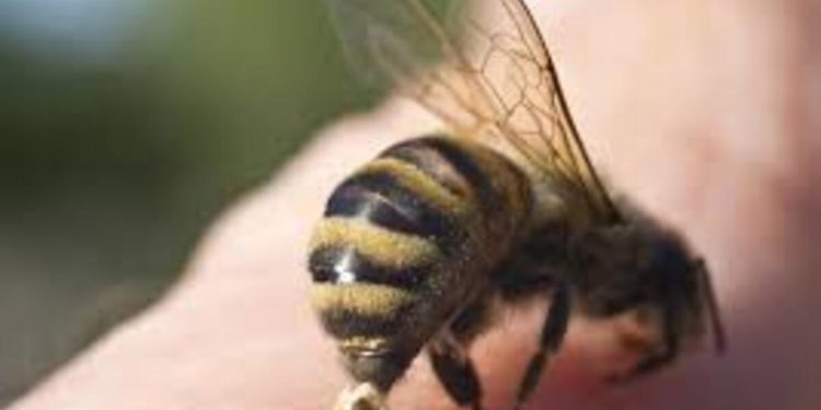 Апітерапія