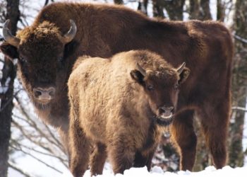 бізони