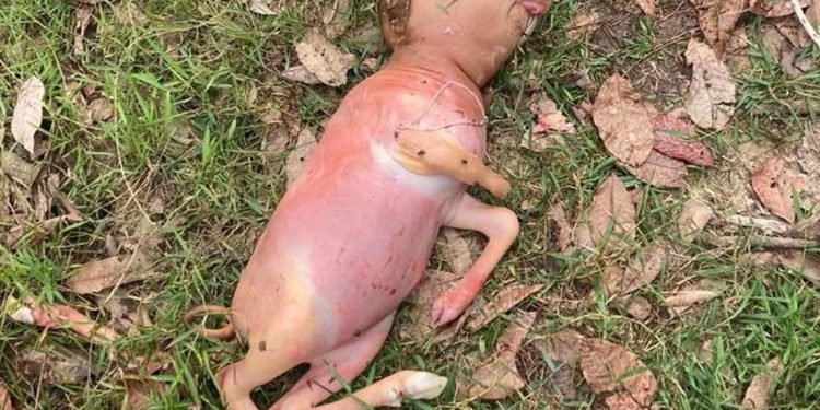 Теля-мутант