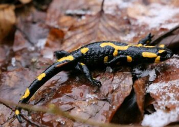 саламандра