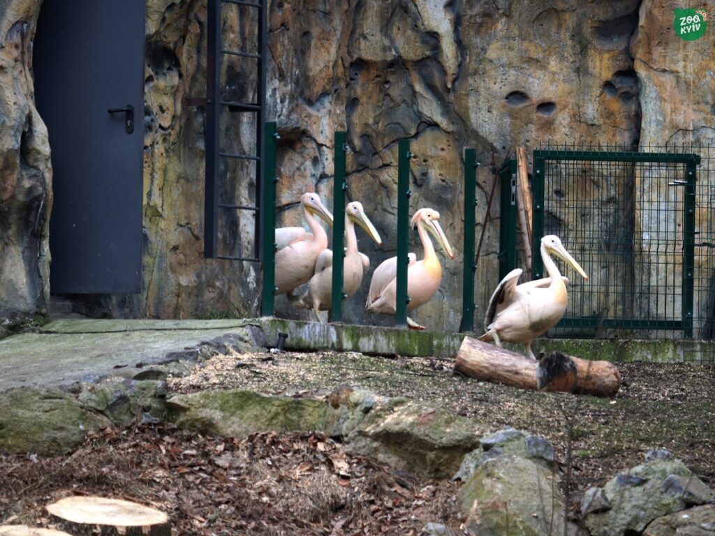 пелікани