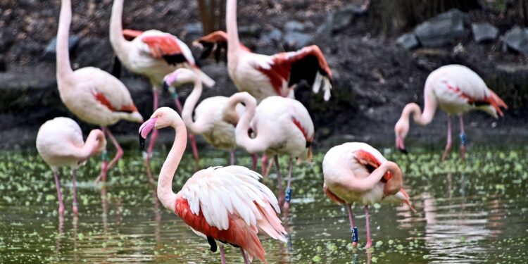 фламінго