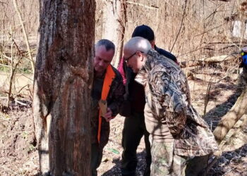 сліди ведмедя