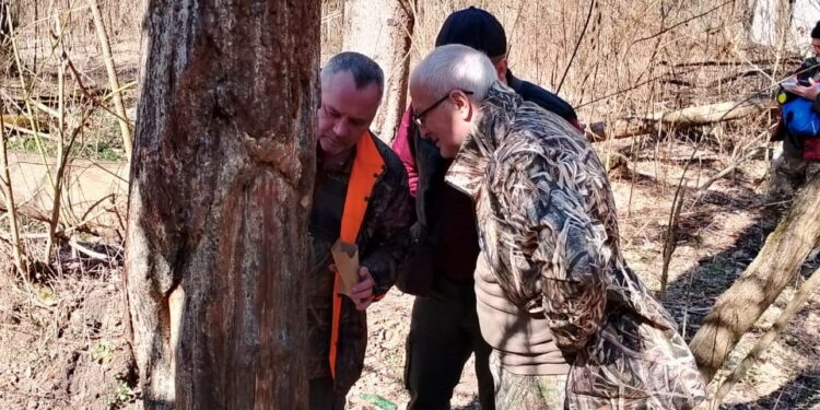 сліди ведмедя