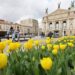 тюльпани