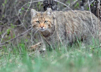 Дикий кіт. Фото з мережі