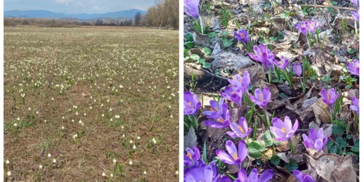 первоцвіти